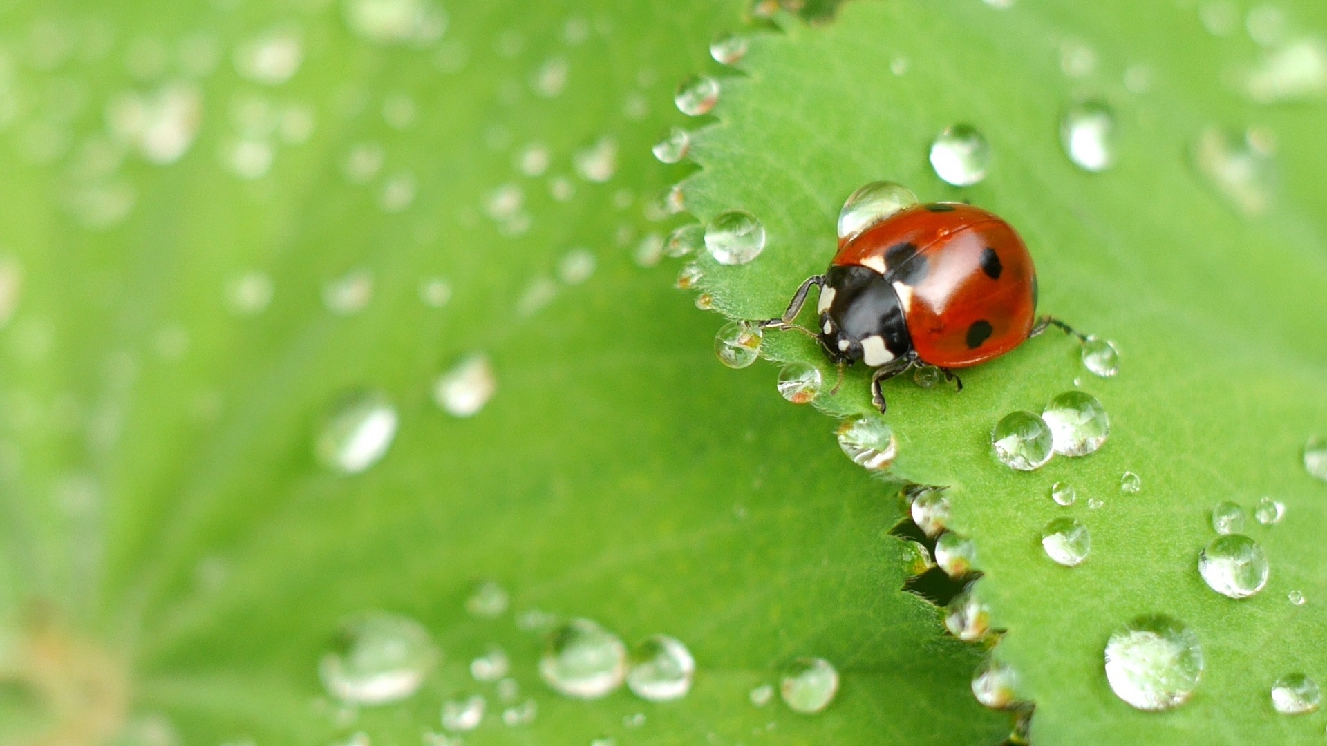 Ladybug and dew drops on a green leaf