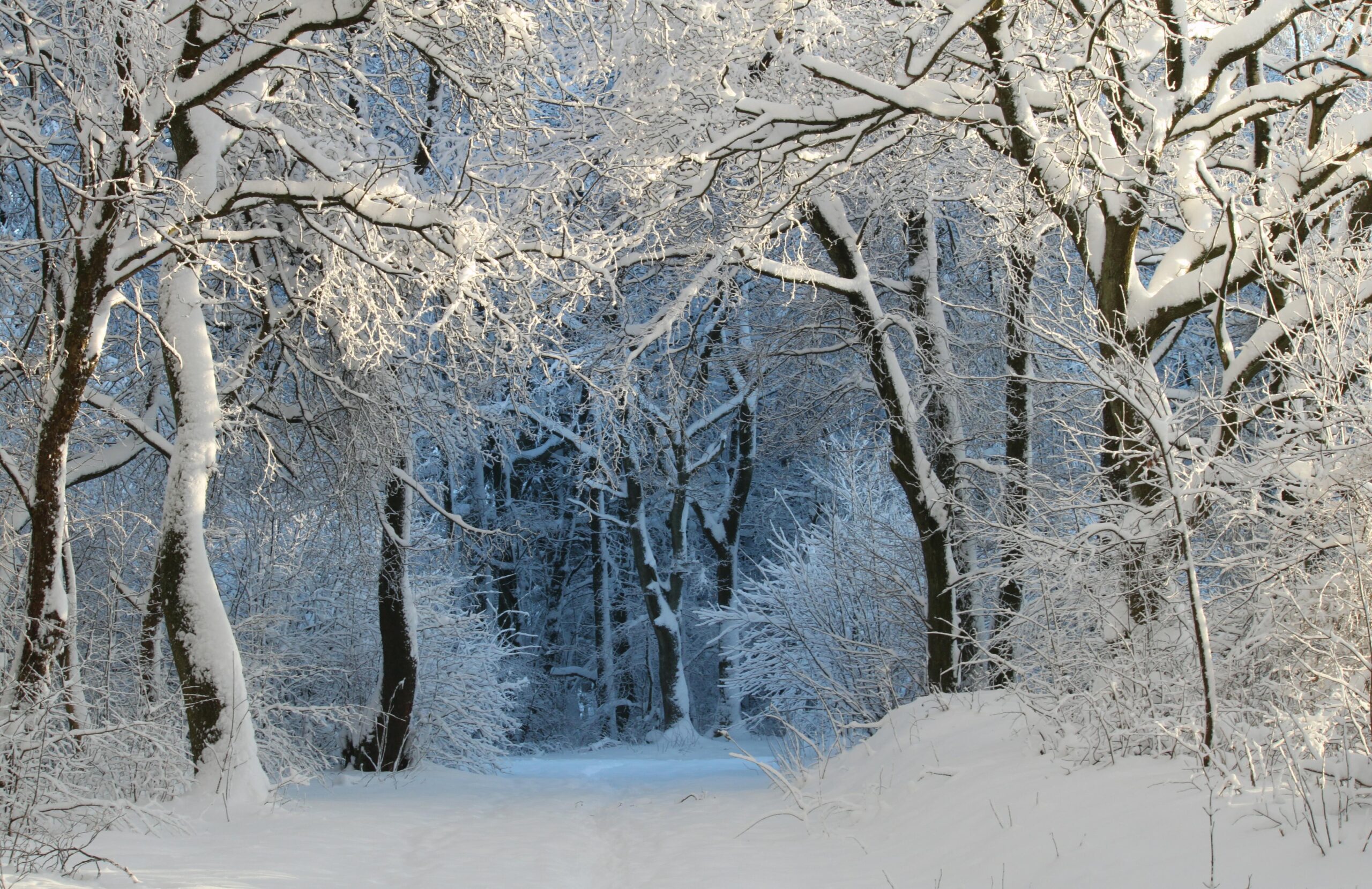 Snow-covered trees in shady forest