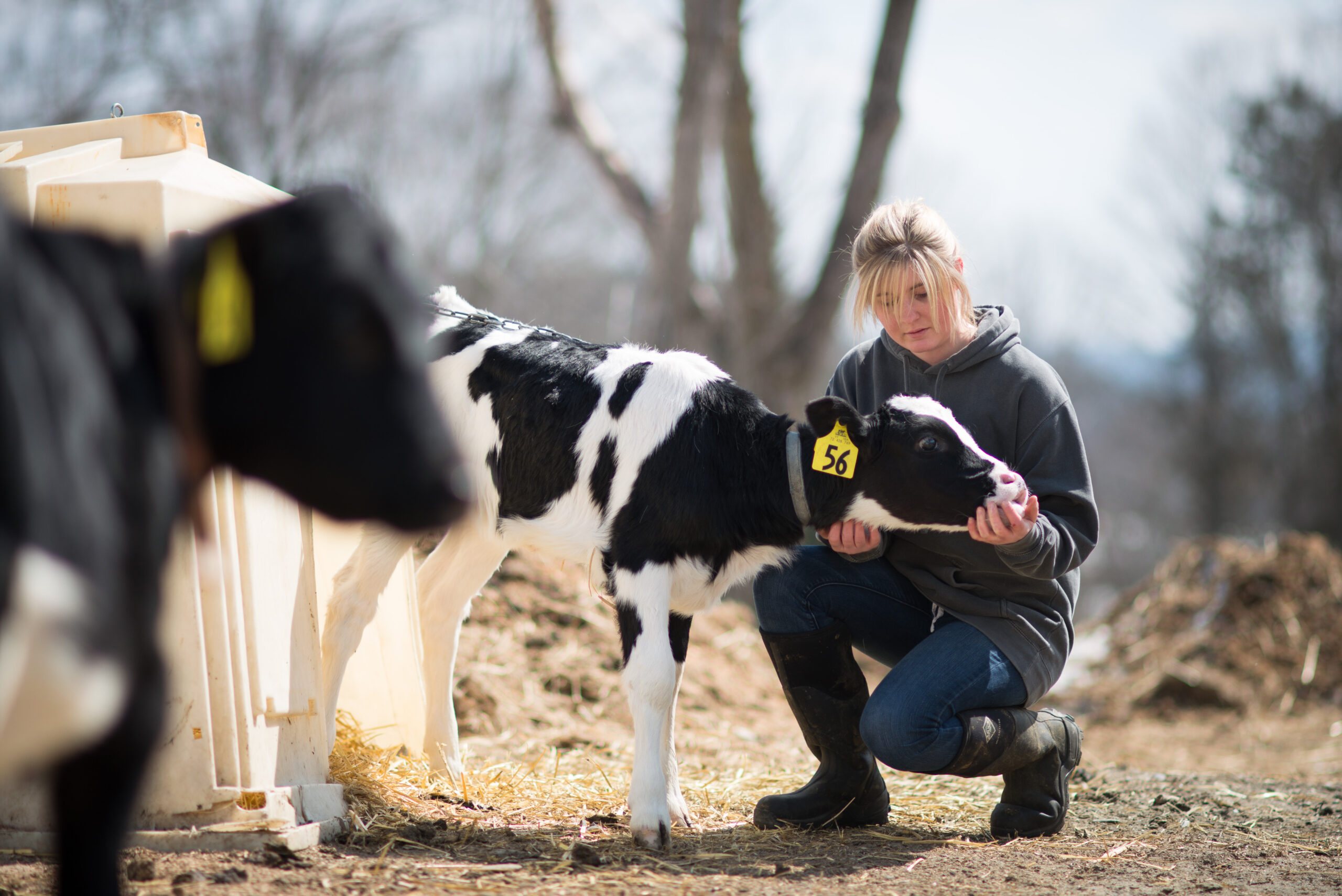 female student pets calf on Vermont Tech farm