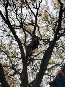 Arborist in tree